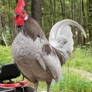 Meet your Posher, Debbie